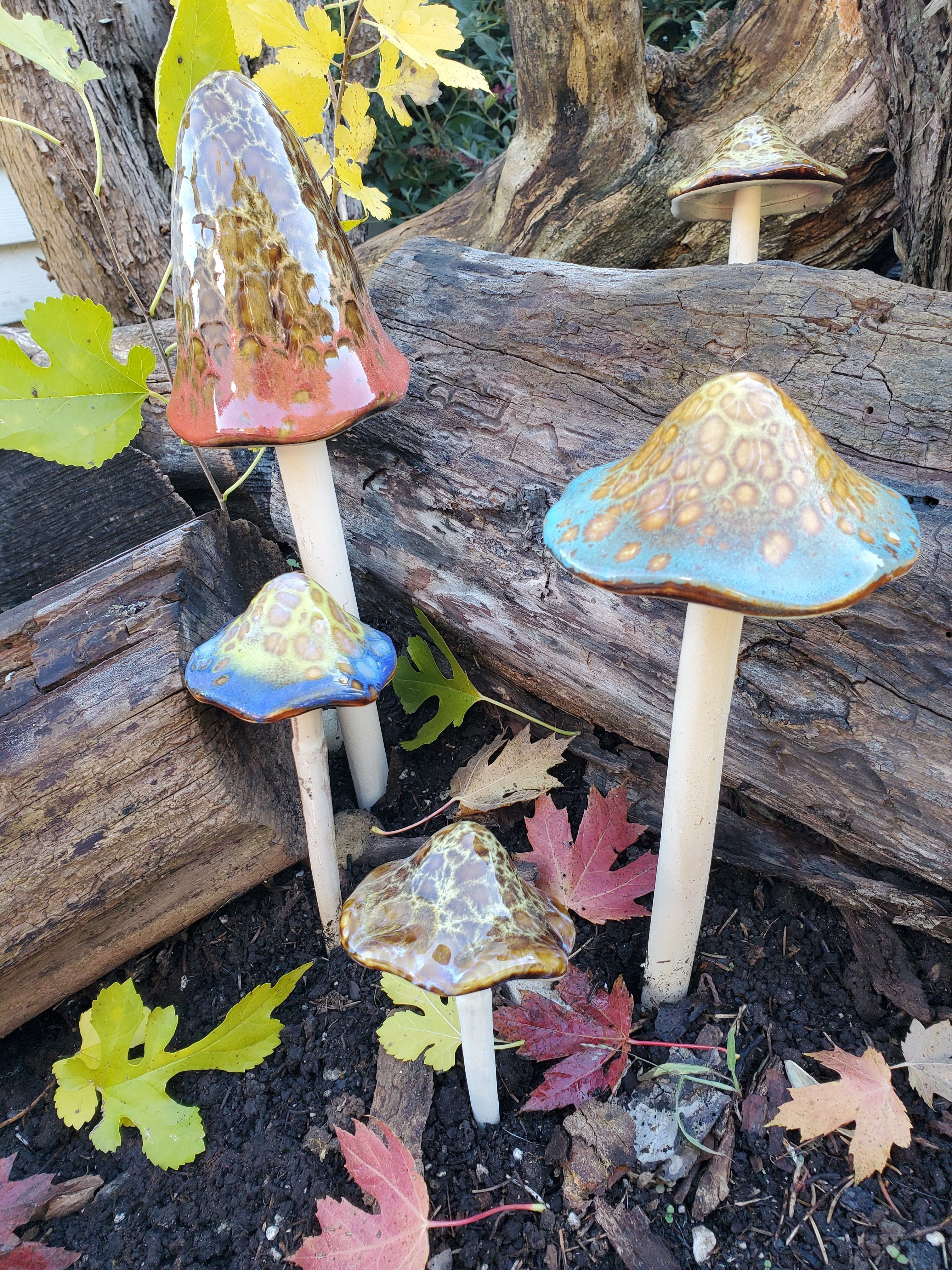 Assorted Tall Natural Mushrooms